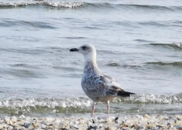 Parkidylle Świnoujście