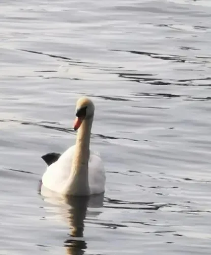 Apartament Parkidylle